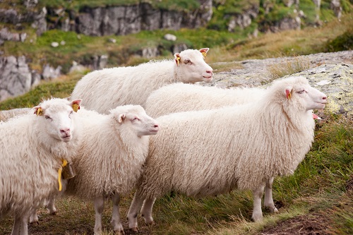 Location de mouton